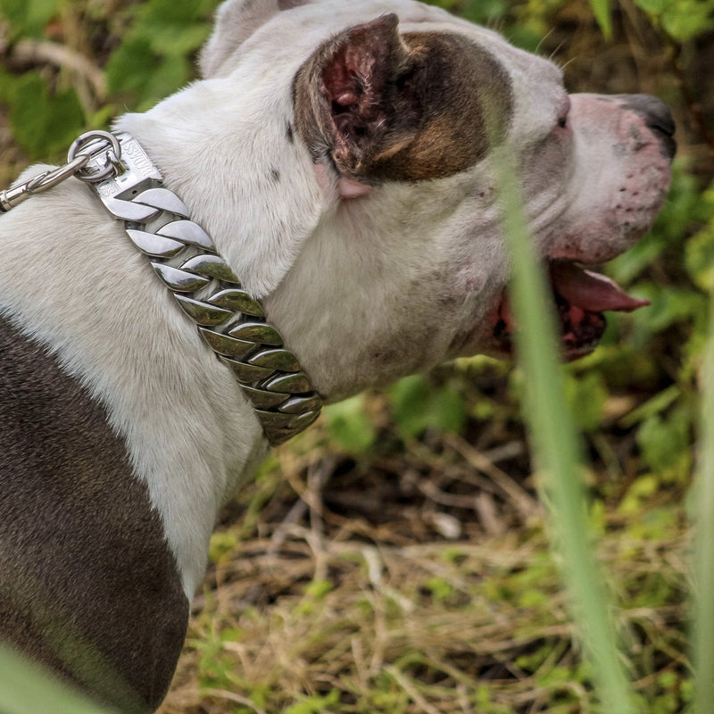 Sanity Jewelry Dog Collar / Dog Chain "Dog Collar" - Sanity's BadAss Classic - 1.25" wide - Lengths 18, 20, 22&24" D91