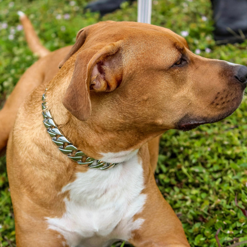 Sanity Jewelry Dog Collar / Dog Chain "Dog Collar" - Sanity's BadAss Classic - 1.25" wide - Lengths 18, 20, 22&24" D91